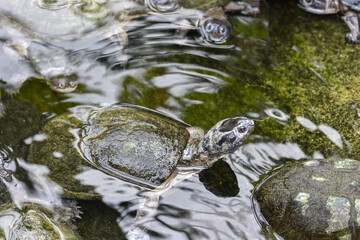 Péloméduse (Pelomedusa subrufa)