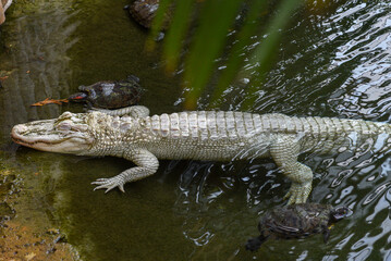 Alligator blanc (Alligator mississippiensis)