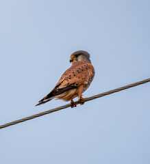 The common kestrel (Falco tinnunculus) sits on a power line.