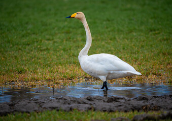 Cygnus cygnus with the common name Whooper Swan standing in a puddle in a crop field. 