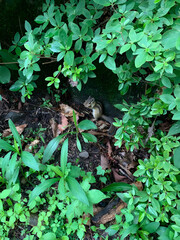 green leaves and squirrel in the forest
