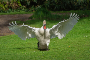 An adult male mute swan (Cygnus olor) drives other birds away from its territory - 777344624