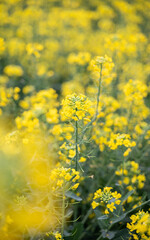 Obraz premium 春の菜の花