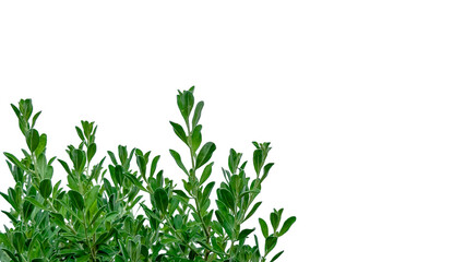 Fototapeta premium Isolated flowers tree tops with clipping paths on white background