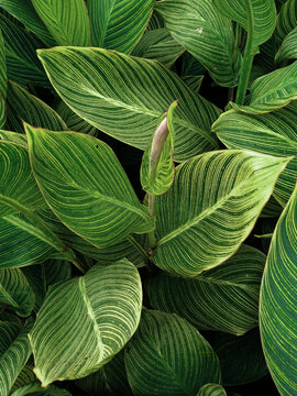 beautiful green and yellow lines pattern of canna lily leafs white background texture