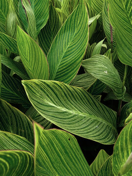 beautiful green and yellow lines pattern of canna lily leafs white background texture