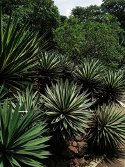 dark moody green Yucca aloifolia Asparagaceae mexican american on the garden