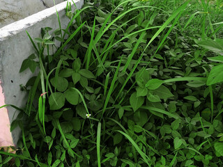  view of various tropical wild plants which grows on the abandoned construction site of building project
