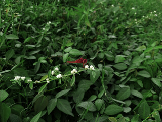 Resting perching red dragonfly crocothemis erythraea close up on a blurred backgound pf wild plantation alternanthera sessilis
