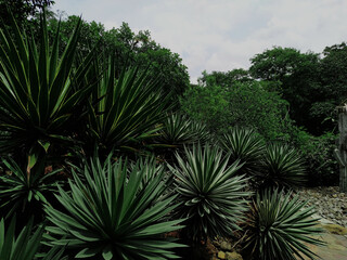dark moody green Yucca aloifolia Asparagaceae mexican american on the garden
