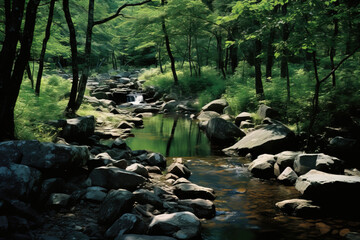 stream in the forest.