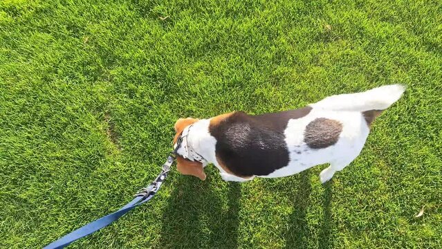 Beagle dog on a walk on a green lawn in spring. Small dog on a walk with his master. The concept of training a hound to obedience and walking on a leash. Love for animals