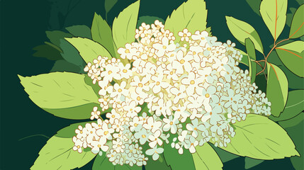 Elderflower. Meadow flower closeup 2d flat cartoon