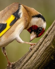 The European goldfinch or simply the goldfinch is a small passerine bird in the finch family that...