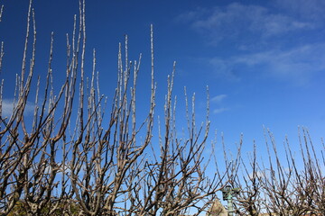 Fototapeta premium reed against blue sky