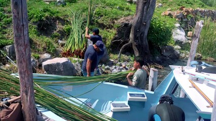 Workers unloading reeds from a boat on a lake