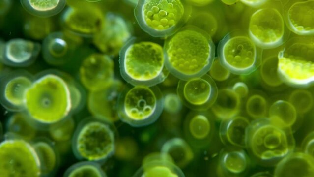 A dense mat of cyanobacteria encapsulated in a gelatinous sheath that protects them from desiccation their tiny air bubbles visible . AI generation.