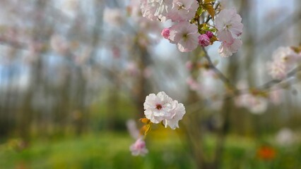 Fototapeta premium sakura