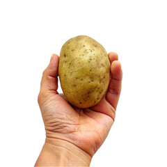 Hand holding potato isolated on transparent background.