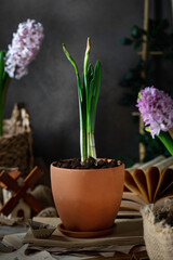 Narcissus flowers and pink hyacinths are on the table. Potted house plants on a dark background. Gardening in the house