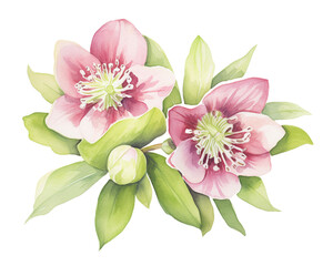 Hellebores flowers remove background , flowers, watercolor, isolated white background
