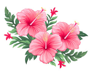 Hibiscus flowers remove background , flowers, watercolor, isolated white background - obrazy, fototapety, plakaty
