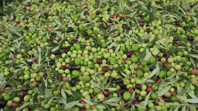 Lots of olive fruit just harvested in Spain, Alicante, Spain - stock video