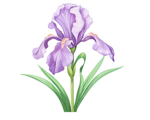 Iris flowers remove background , flowers, watercolor, isolated white background