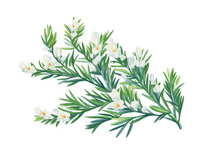 Juniper flowers remove background , flowers, watercolor, isolated white background - obrazy, fototapety, plakaty