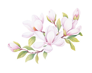 Fototapeta na wymiar Magnolias flowers remove background , flowers, watercolor, isolated white background