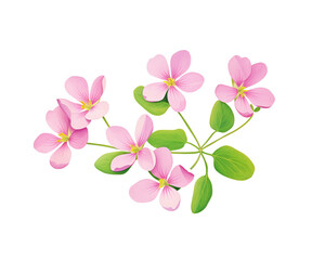 Oxalis flowers remove background , flowers, watercolor, isolated white background