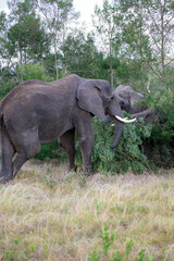 Fototapeta premium Large Elephant Standing on Top of Grass Covered Field