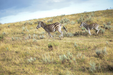 Fototapeta na wymiar Two Zebras Standing in Grass
