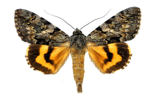 Yellow butterfly moth isolated on a transparent background. Catocala conversa, noctuidae. Collection butterflies, insect, design element.