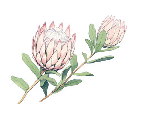 Proteas flowers remove background , flowers, watercolor, isolated white background - obrazy, fototapety, plakaty