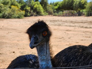 Ostrich Standing in Dirt and Looking at Camera