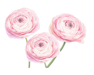 Ranunculus flowers remove background , flowers, watercolor, isolated white background