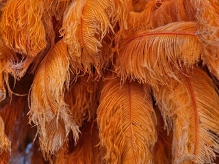 Cluster of Orange Feathers Hanging 
