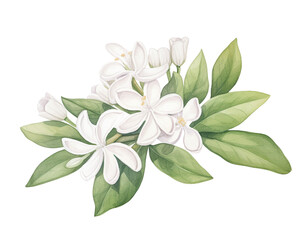 Stephanotis flowers remove background , flowers, watercolor, isolated white background - obrazy, fototapety, plakaty