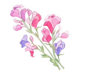 Sweet Peas flowers remove background , flowers, watercolor, isolated white background
