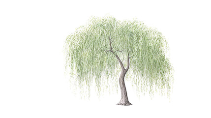 Willow Tree remove background tree, watercolor, isolated white background - obrazy, fototapety, plakaty