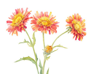 Gaillardia flowers remove background , flowers, watercolor, isolated white background