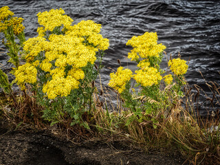 Yellow Flowers