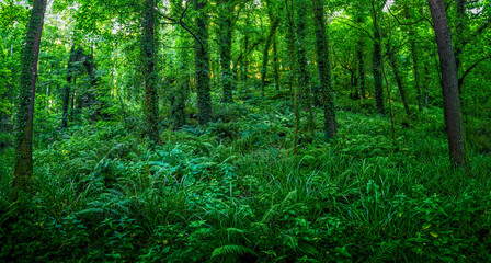 Obraz premium Glenarm Forest