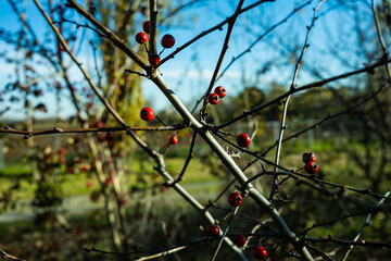 berries on the fence