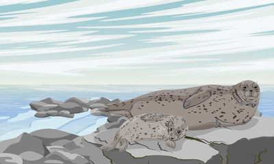 A mother seal with her calf lies on the rocks on the seashore. Realistic vector landscape
