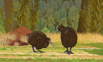 A pair of kiwi birds walks through a meadow with stones and grass. Wildlife of New Zealand. Realistic vector landscape