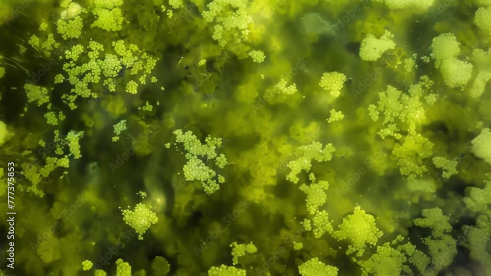 Poster a panoramic view of a pond covered with a green shimmering layer of cyanobacteria visible only under