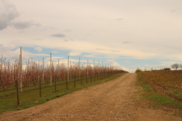 A dirt road with rows of trees