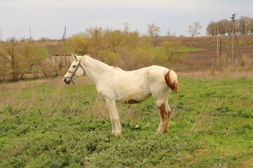 Fototapeta premium A white horse in a field